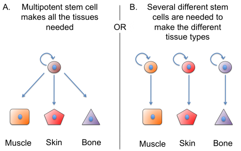 Regeneration what does it mean and how does it work Biology Diagrams